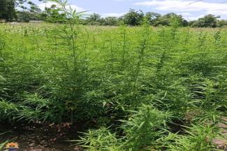 Trafic chanvre indien