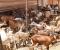 Ouagadougou : 7 000 animaux errants capturés par la Police Municipale au 1er semestre 2025