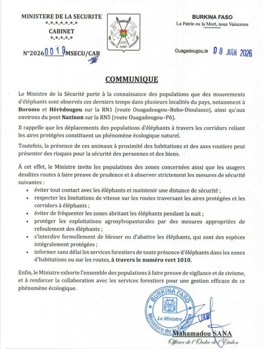 Éléphant 