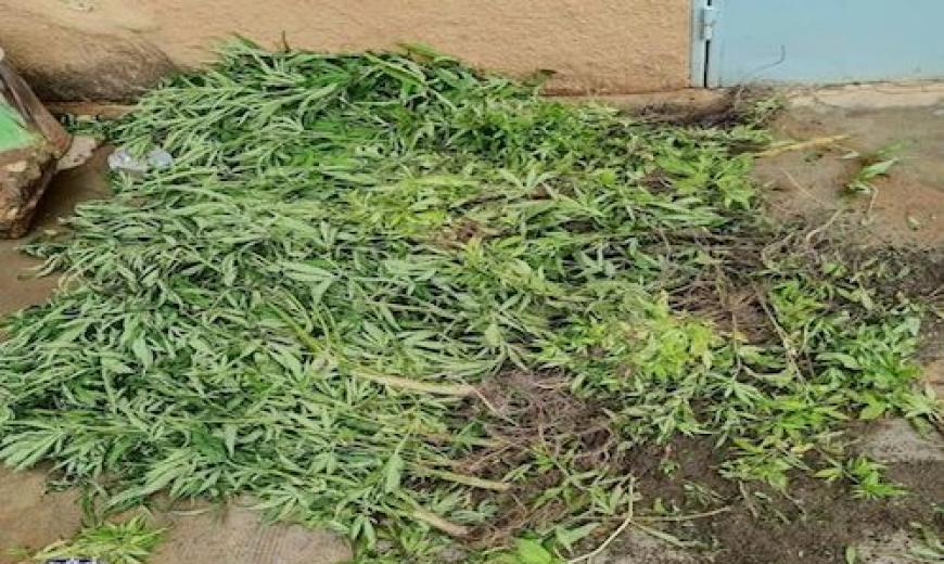 Cannabis