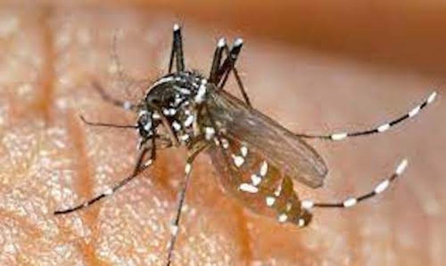 Dengue au Burkina