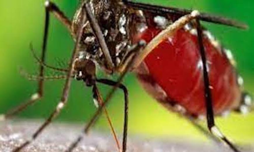 Dengue au Burkina