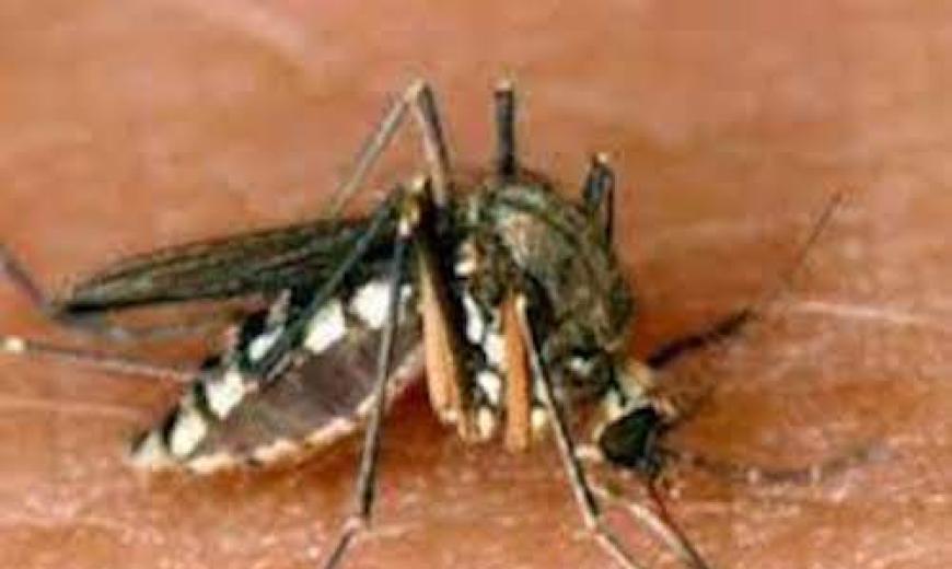 Dengue au Burkina