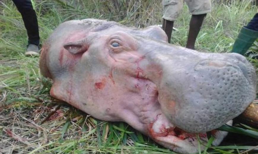 Hippo tue