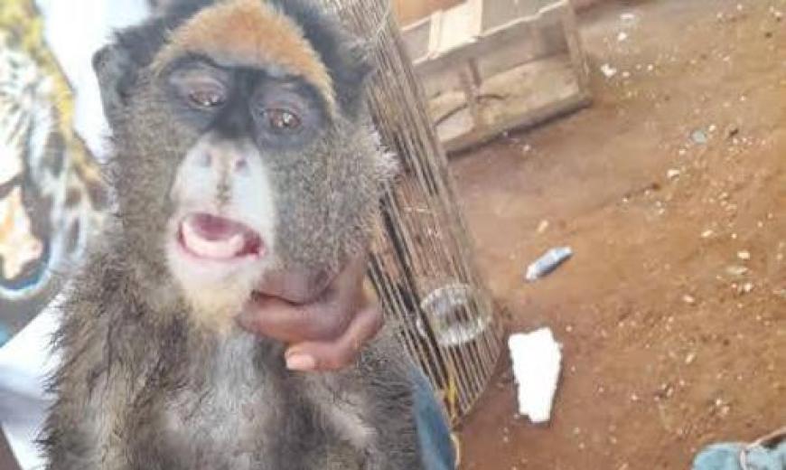 Singe