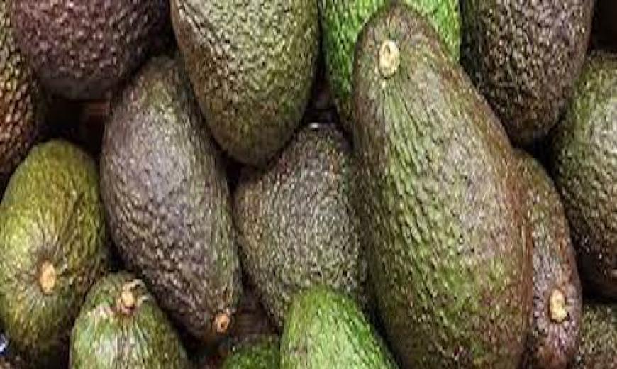 Avocat fruit