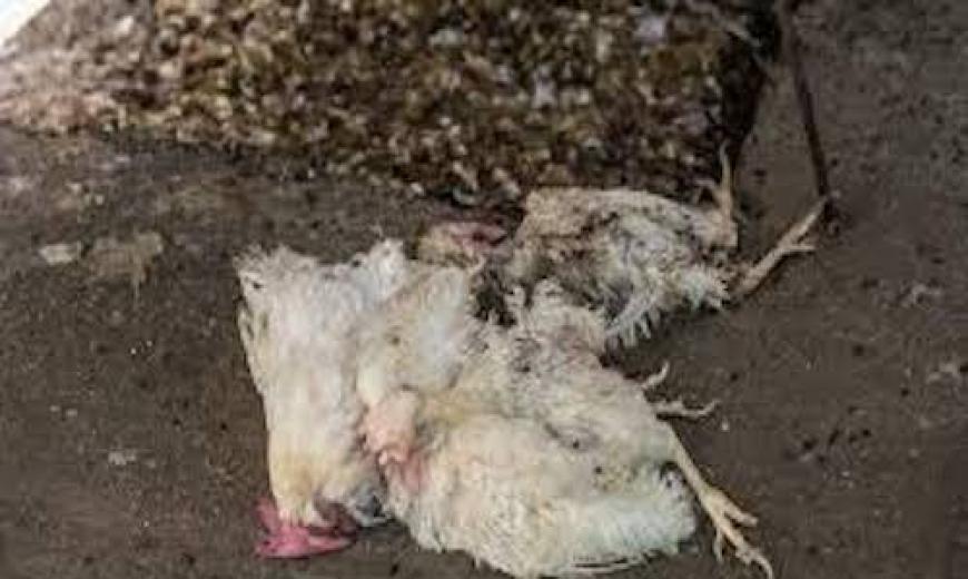 Grippe aviaire