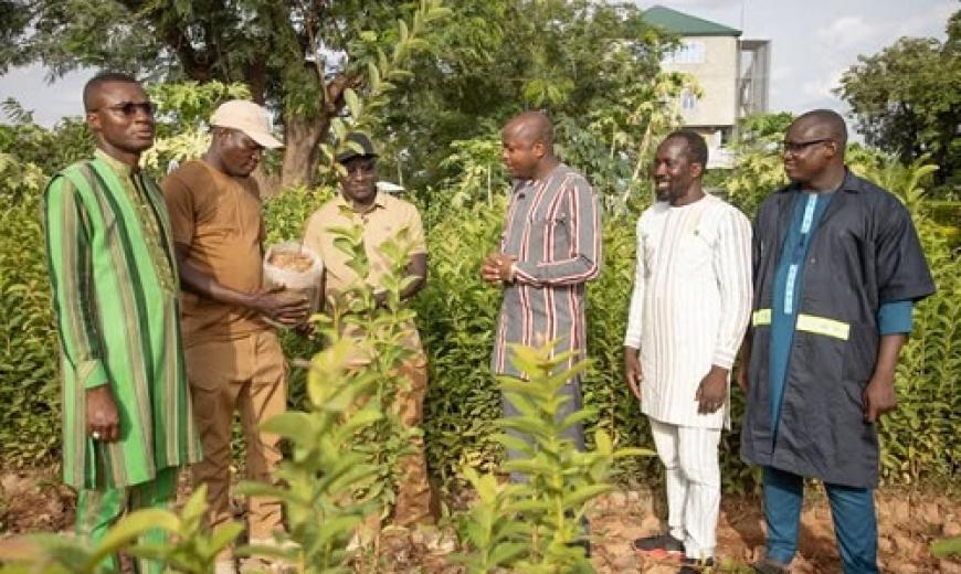 Plant Burkina Faso