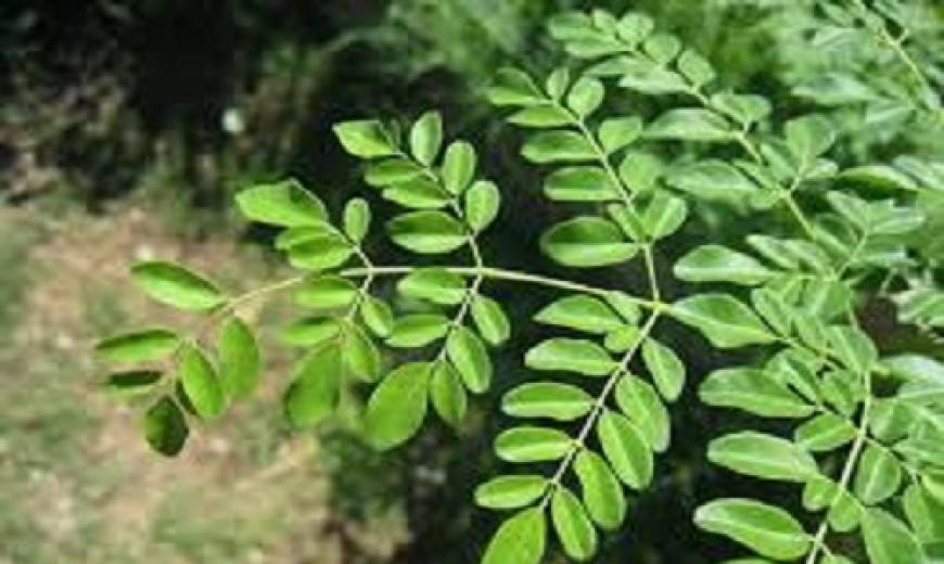 Moringa