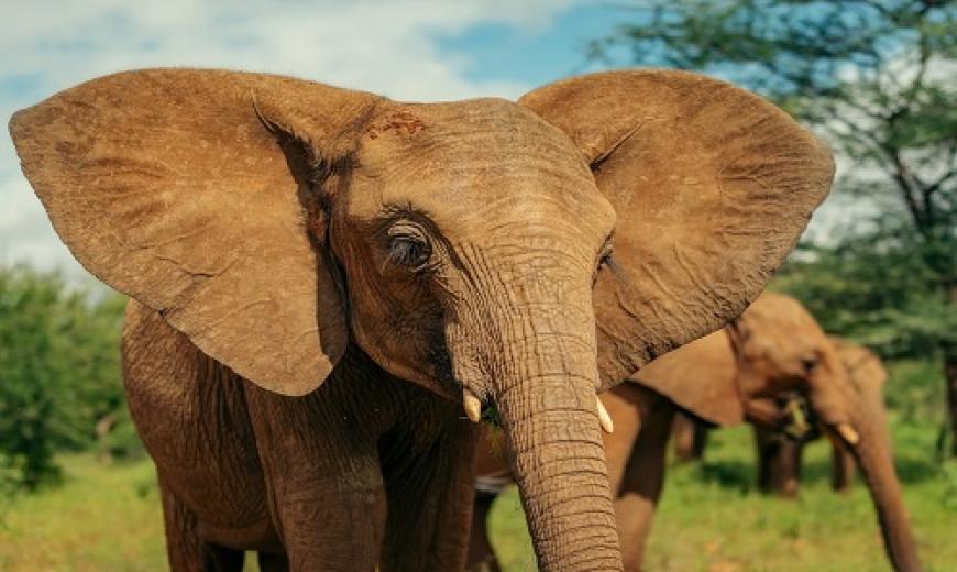 Éléphant 