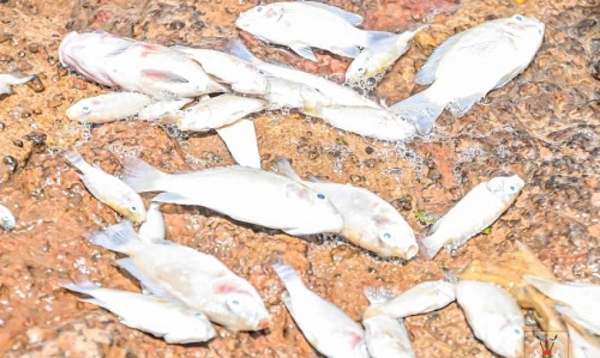 Poisson