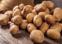 Pomme de terre 