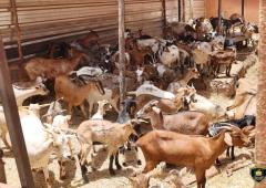 Ouagadougou : 7 000 animaux errants capturés par la Police Municipale au 1er semestre 2025