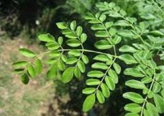 Moringa