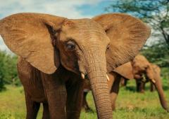 Éléphant 