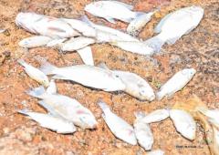 Poisson
