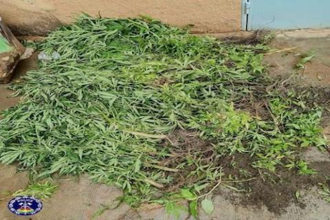 Cannabis