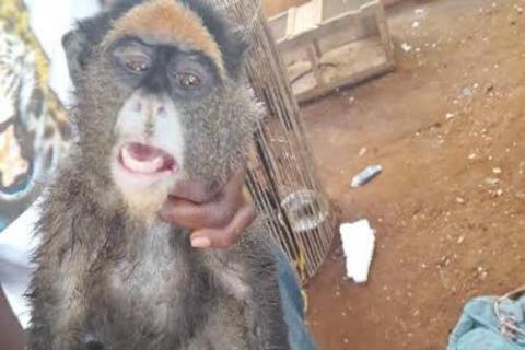 Singe