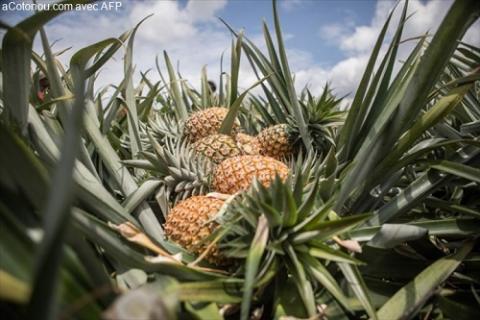 Ananas Benin
