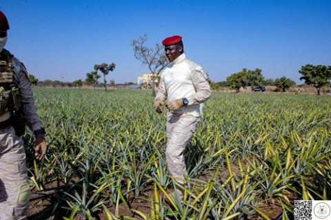 Ananas Burkina
