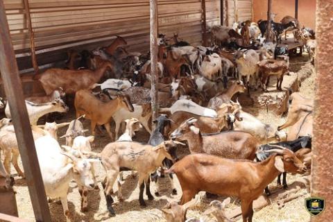 Ouagadougou : 7 000 animaux errants capturés par la Police Municipale au 1er semestre 2025