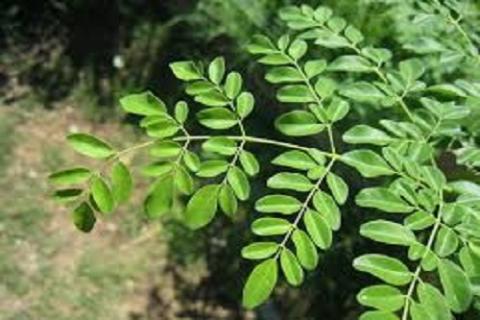 Moringa