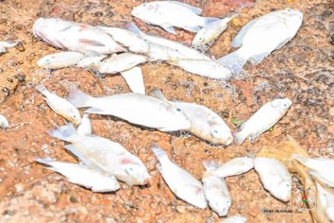 Poisson