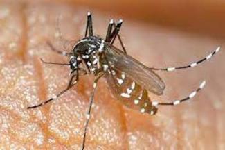 Dengue au Burkina