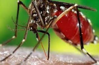 Dengue au Burkina