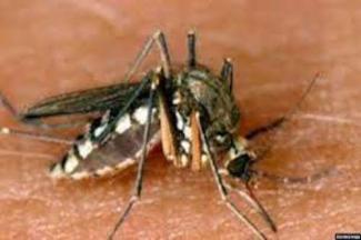 Dengue au Burkina