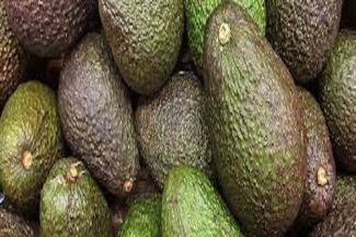 Avocat fruit