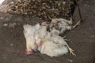 Grippe aviaire