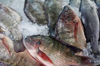 poisson