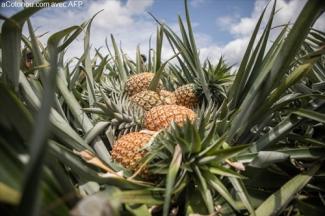Ananas Benin