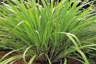 Citronnelle
