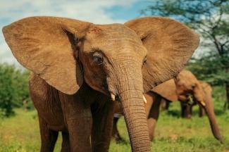 Éléphant 