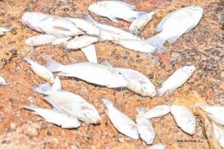 Poisson