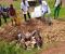 Poulet avarié Burkina