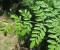 Moringa